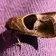 Moth