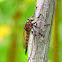 Giant Robber Fly