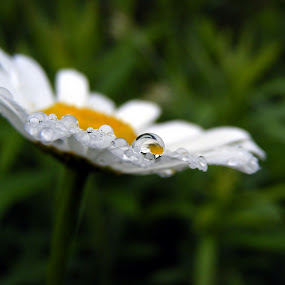 Daisy by Sondra Sarra - Nature Up Close Flowers ( water, droplet, petals, green, white, magnify, daisy, yellow, rain )