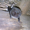 Western barbastelle