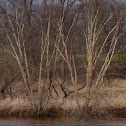 River birch