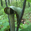 Jack in the Pulpit