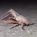 Swift Moth - male