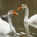 Chinese Geese