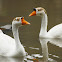 Chinese Geese