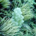 Sea squirt