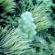 Sea squirt