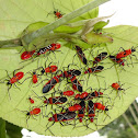 Cotton Stainer Bug