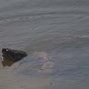 Common Snapping Turtle