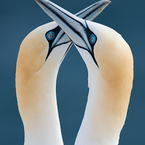 by Gorazd Golob - Animals Birds