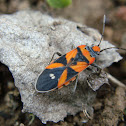 Chinche lygaeus