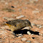 Sentinel rock thrush