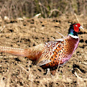 Common Pheasant