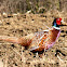 Common Pheasant