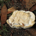 Unknown Fungi