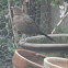 Eurasian Blackbird (female)