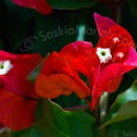 Bougainvillea spectabilis