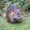 Coypu