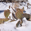 Prickly Pear Cactus