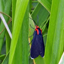 Red Shouldered Ctenucha