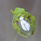 Glass Frog