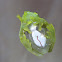 Glass Frog