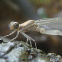 Dragon Fly