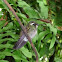 White-throated Mountain-gem Male