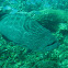 Black Grouper