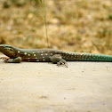 Aruban whiptail lizard