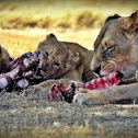 Lioness with cubs