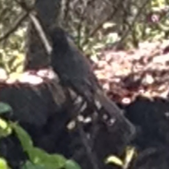 Spotting Image 1