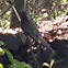 Eastern Kingbird