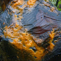 Orange slime mold