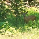 Mule deer