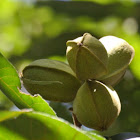 Pecan
