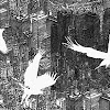 birds.jpg
