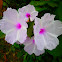 bush morning glory
