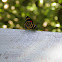 Diaethria candrena butterfly