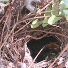 Carolina Wren