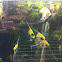 Freshwater angelfish