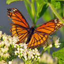 Viceroy