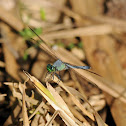 Eastern Pondhawk (male)