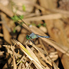 Eastern Pondhawk (male)