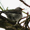 Fieldfare