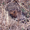 Botta's Pocket Gopher
