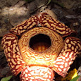 Borneo's Bio