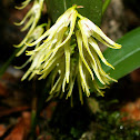 Orquidea del Páramo