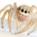 Unknown Spider
