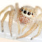Unknown Spider